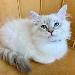 *** Siberian Kitten (Neva Masquerade) – Male ***