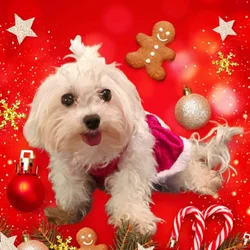 Maltipoo