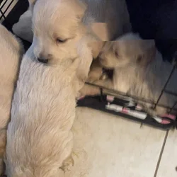 Beautiful puppies