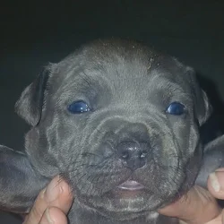 Blue Nose American Pitbull Terrier
