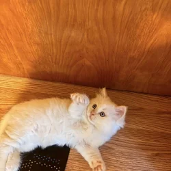 Ragdoll kittens for sale