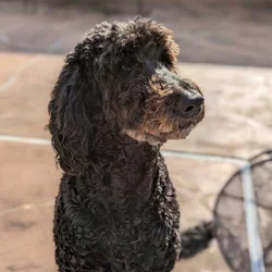 Gentle, Well-Trained Goldendoodle, 11 yrs