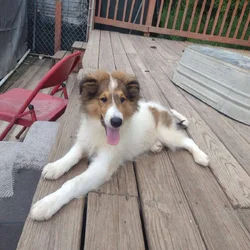 "Sonny" Rough Collie Male, 5 months old