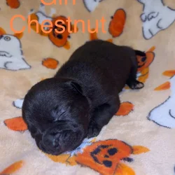 Lab/Pit Puppies