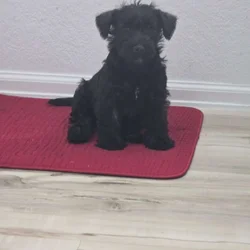 Scottish Terrier and Schnauzer mix puppies