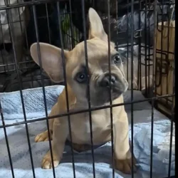 13 wk male French bulldog puppy