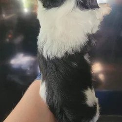 AKC Shih Tzu Puppies