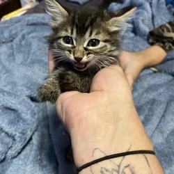 Maine coon kittens for sale