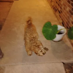 Mini Goldendoodle (MALE)