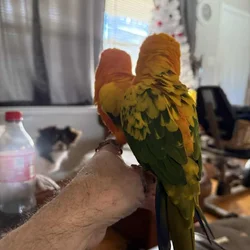 Pair of sun conures