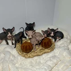 Sphynx Kittens