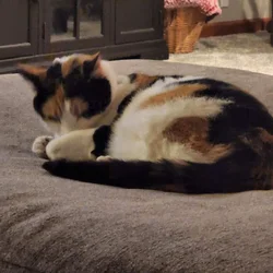 Calico Cat