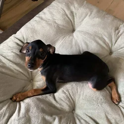 Min pin