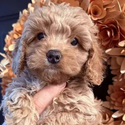 Cavapoo puppies available now!