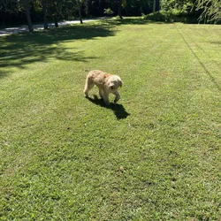 5 month old Aussiedoodle
