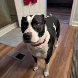 Boston terrier/pitt mix free to good home