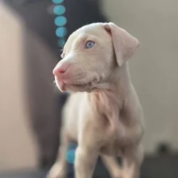 Doberman Pinscher Luna