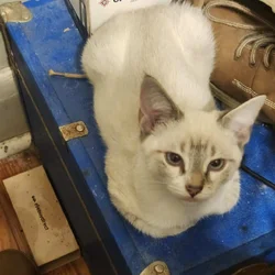 Kittens