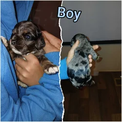 Puppies