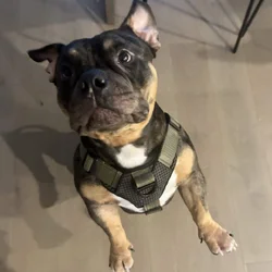 French Bulldog + Micro Pit Mix