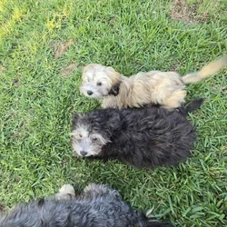 Available Puppies