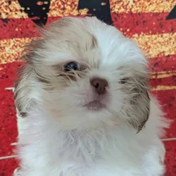Shih-tzu Boy