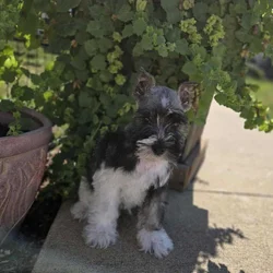Adorable Mini Schnauzer Male