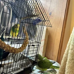 Yellow Parakeet/Green Quaker
