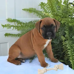 Boxer puppy Archer