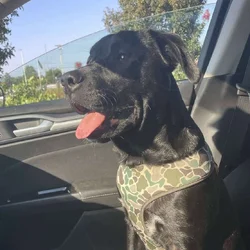 10 month Male Labrador Mix