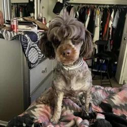 Yorkie Poo