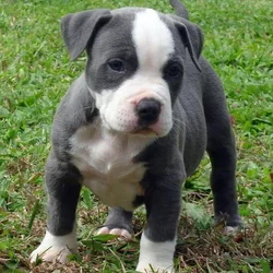 SHOW QUALITY ADBA CHAMPION BRED PIT BULL PUPPIES
