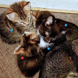 Soft , Sweet kittens for adoption.