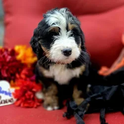 Bernedoodle pups available