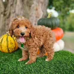 Logan-Mini Poodle
