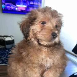 Say hi to BoBo