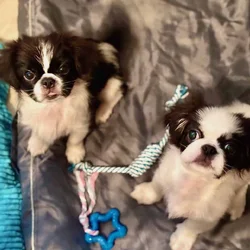So Cal Holistic Pekingese Puppies