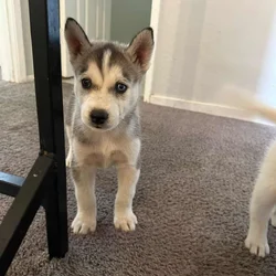 Husky puppies