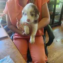 Australian shepherd 1