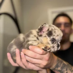 French Bulldog Fluffy lilac and tan Merle MiniMous
