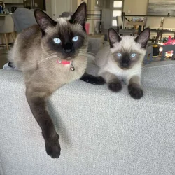Siamese kitten