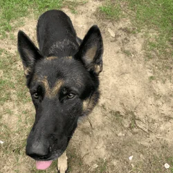 German Shephard for adoption