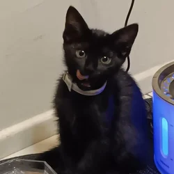 Kitten ready for rehoming