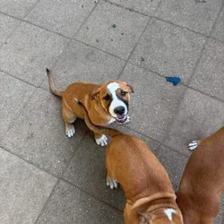 Free puppies