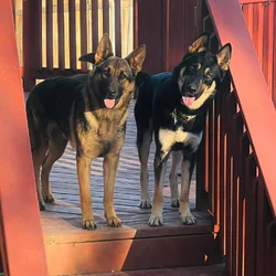 German shepherd
