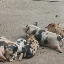 KuneKune Purebred Piglets 9 wks old