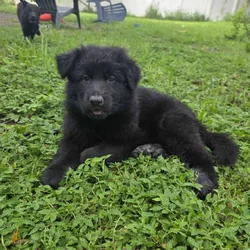 German Shepherd Puppy: Chubba!