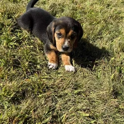 Beagle Puppies