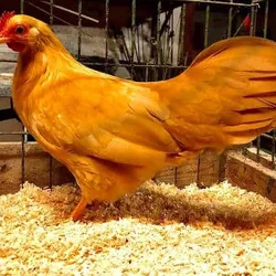 Leg horn chickens