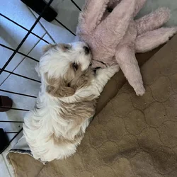 Shih Tzu toy poodle for sale